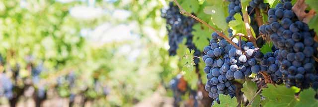 苹果短信轰炸机